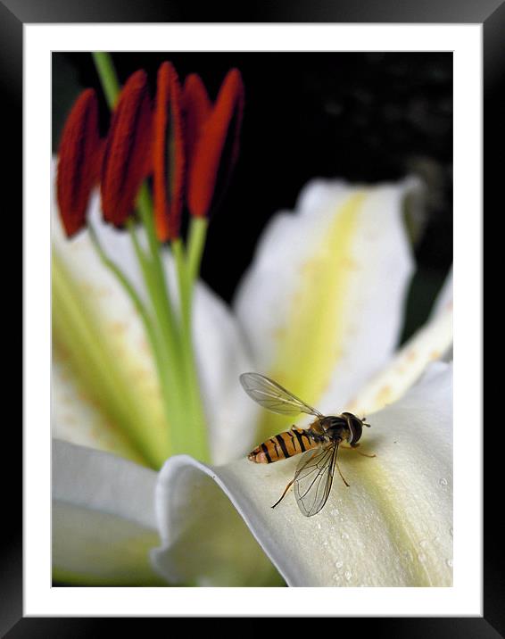 hover fly and lilies Framed Mounted Print by Heather Newton