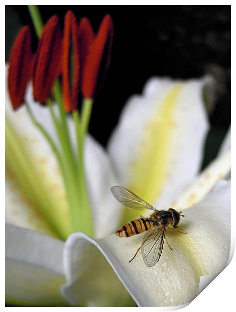 hover fly and lilies Print by Heather Newton