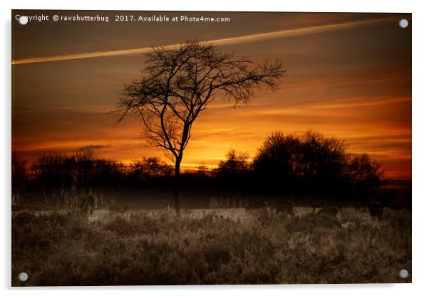 A Herd Of Red Deer At Sunset Acrylic by rawshutterbug 