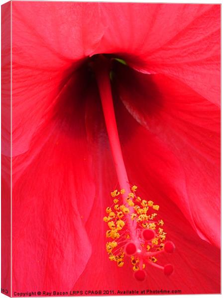 RED FLOWER Canvas Print by Ray Bacon LRPS CPAGB