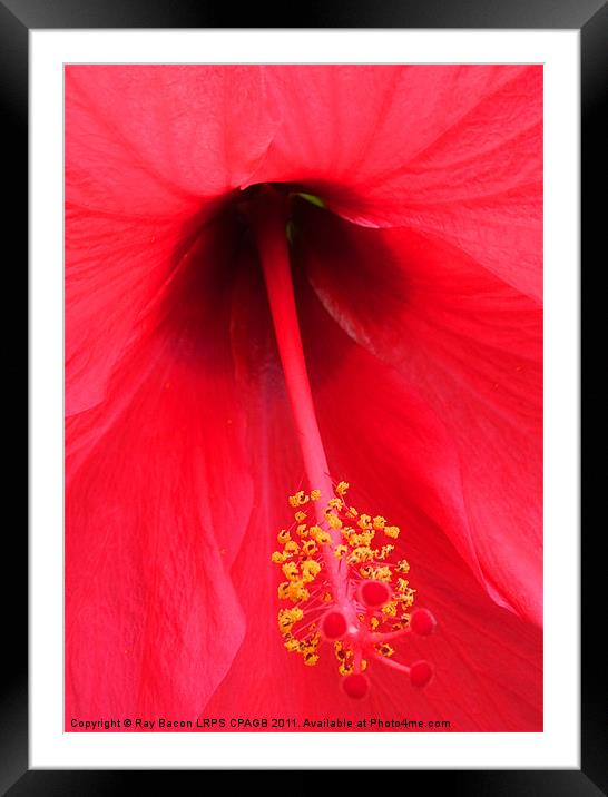 RED FLOWER Framed Mounted Print by Ray Bacon LRPS CPAGB
