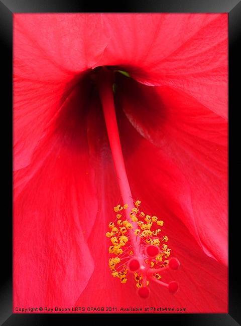 RED FLOWER Framed Print by Ray Bacon LRPS CPAGB