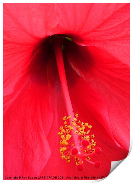 RED FLOWER Print by Ray Bacon LRPS CPAGB