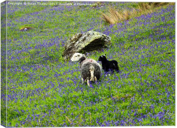 Herdwicks among the bluebells Canvas Print by Susan Tinsley