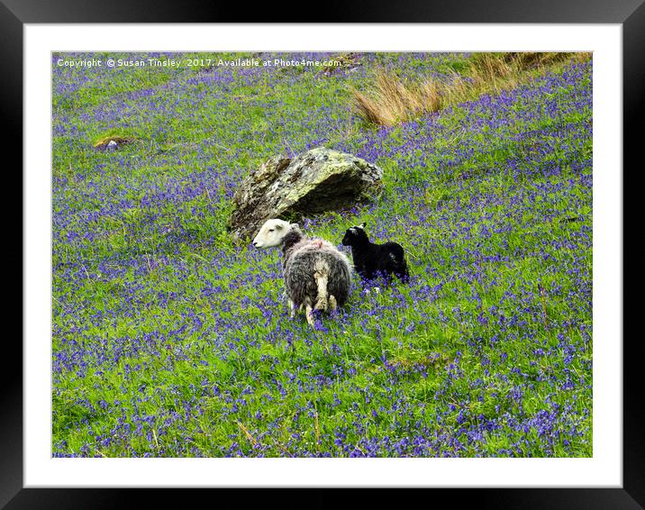 Herdwicks among the bluebells Framed Mounted Print by Susan Tinsley