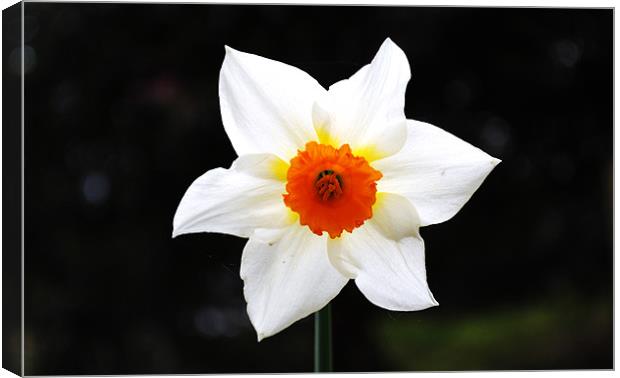 Daffodil Canvas Print by Julie Speirs