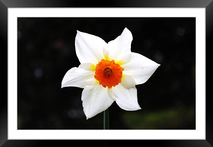 Daffodil Framed Mounted Print by Julie Speirs