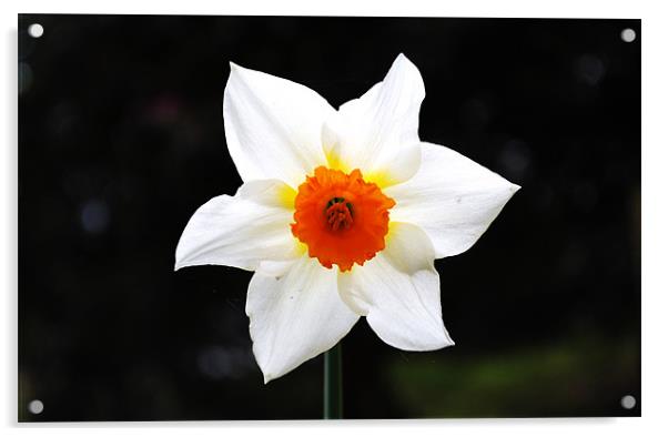 Daffodil Acrylic by Julie Speirs
