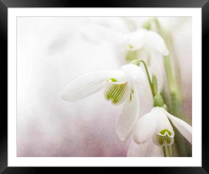 Winter Snowdrops Framed Mounted Print by Jackie Davies