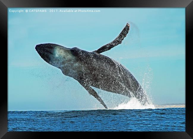 A WHALE OF A TIME Framed Print by CATSPAWS 