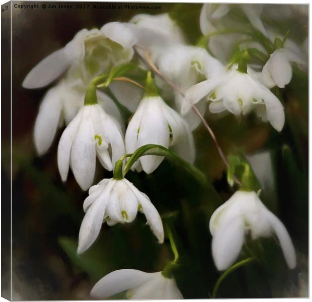 Simply Smudged Snowdrops Canvas Print by Jim Jones