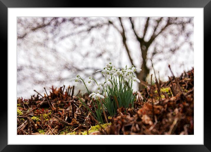 Winter Woodland Snowdrops Framed Mounted Print by Jackie Davies