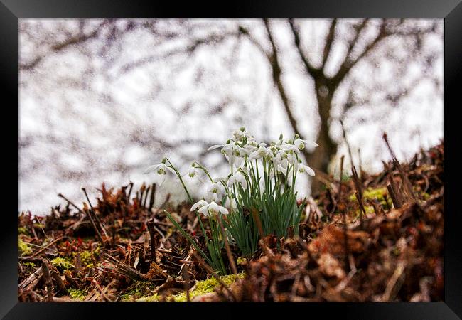 Winter Woodland Snowdrops Framed Print by Jackie Davies