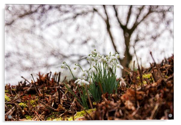 Winter Woodland Snowdrops Acrylic by Jackie Davies