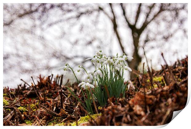 Winter Woodland Snowdrops Print by Jackie Davies
