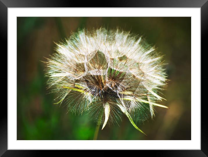 Close-up of a Seedhead Framed Mounted Print by Joy Walker