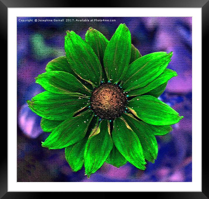 Rudbeckia in Green Framed Mounted Print by Josephine Gornall