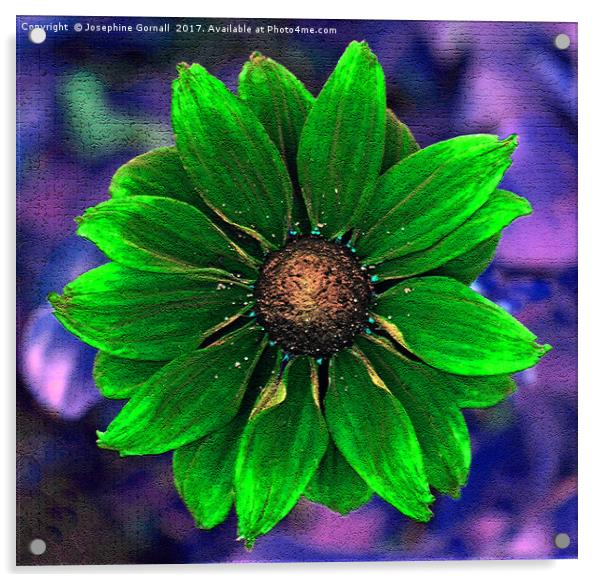 Rudbeckia in Green Acrylic by Josephine Gornall