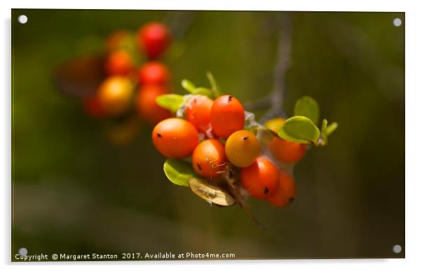 Wild bush berries  Acrylic by Margaret Stanton