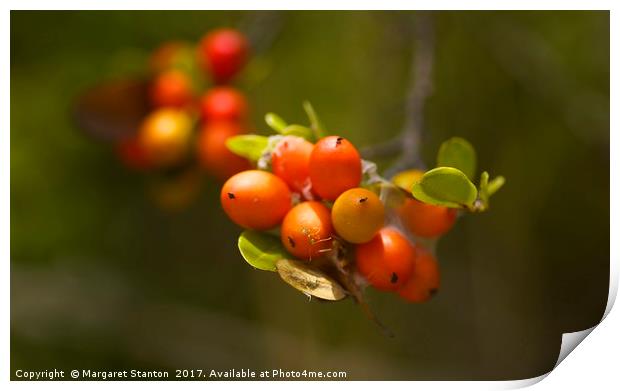 Wild bush berries  Print by Margaret Stanton