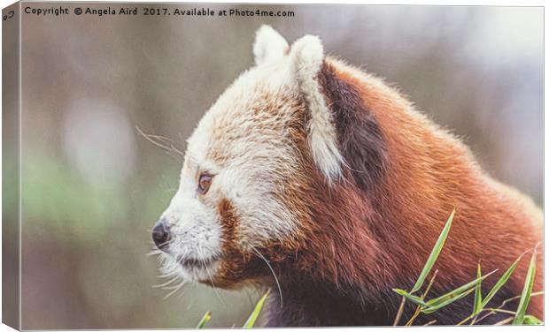 Red Panda. Canvas Print by Angela Aird