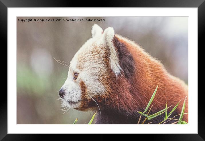 Red Panda. Framed Mounted Print by Angela Aird