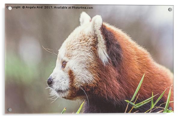 Red Panda. Acrylic by Angela Aird