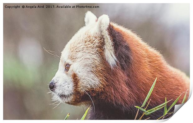Red Panda. Print by Angela Aird
