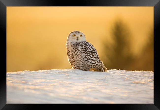 Snowy Owl Framed Print by David Hare