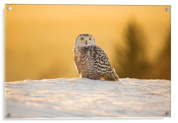 Snowy Owl Acrylic by David Hare