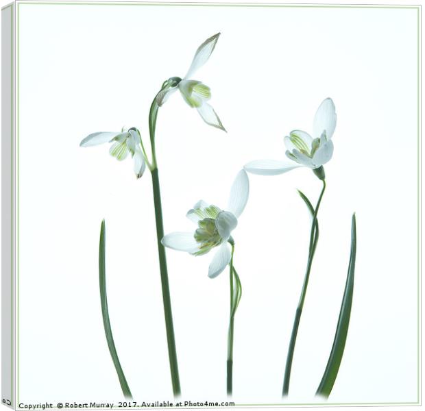 Snowdrops Canvas Print by Robert Murray