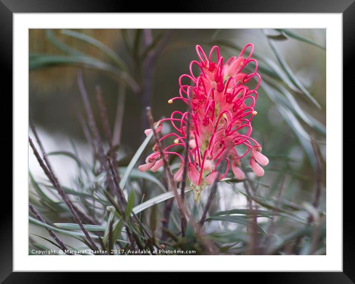 Pink Grevillea  Framed Mounted Print by Margaret Stanton