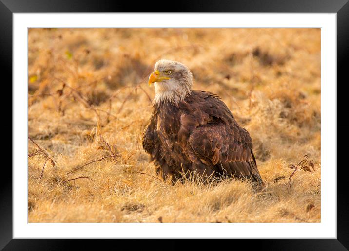 Bald Eagle Framed Mounted Print by David Hare