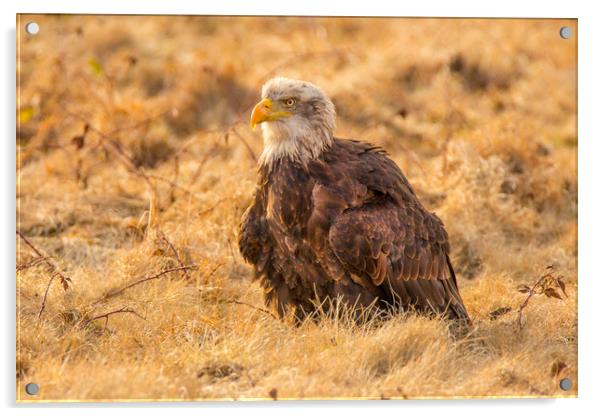Bald Eagle Acrylic by David Hare
