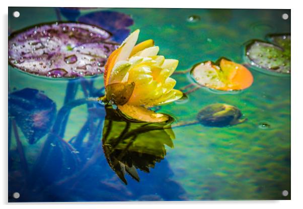 Water lily Acrylic by Svetlana Korneliuk