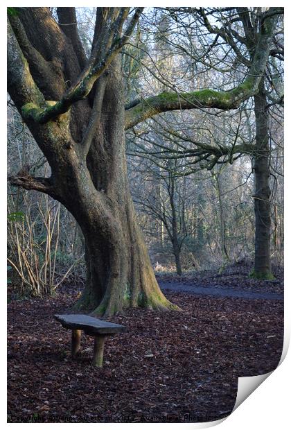 Woodland Bench Print by Jenni Robertson