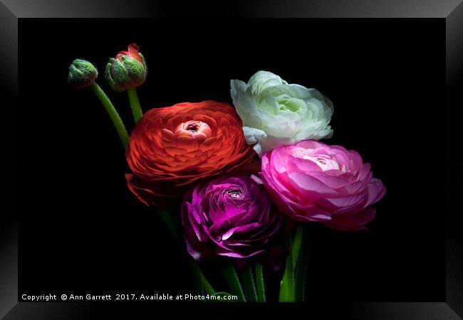 Ranunculus Bouquet Framed Print by Ann Garrett