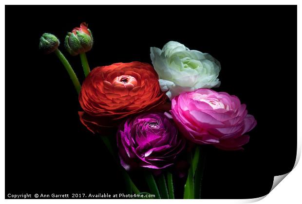 Ranunculus Bouquet Print by Ann Garrett