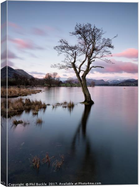Gale Bay Lone Tree Canvas Print by Phil Buckle