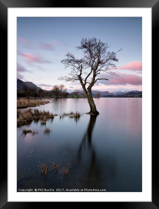 Gale Bay Lone Tree Framed Mounted Print by Phil Buckle