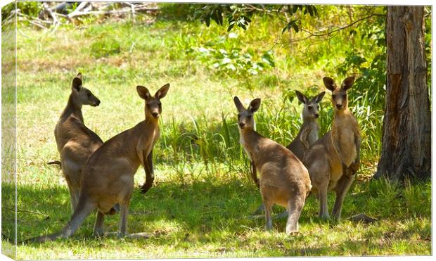 Family of five Kangaroos  Canvas Print by Margaret Stanton