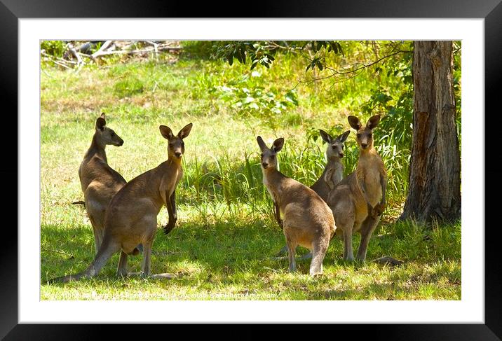 Family of five Kangaroos  Framed Mounted Print by Margaret Stanton