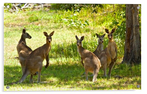 Family of five Kangaroos  Acrylic by Margaret Stanton