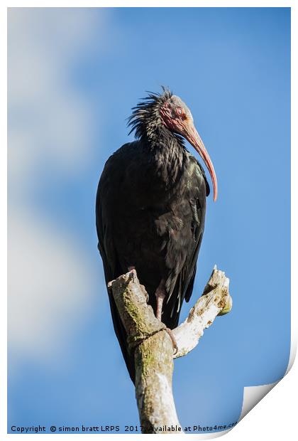 Northern bald Ibis bird Geronticus eremita perched Print by Simon Bratt LRPS
