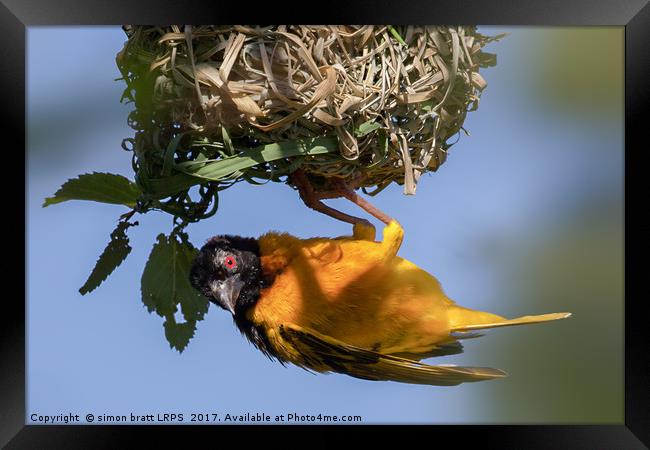 Village weaver (Ploceus cucullatus) bird nest buil Framed Print by Simon Bratt LRPS
