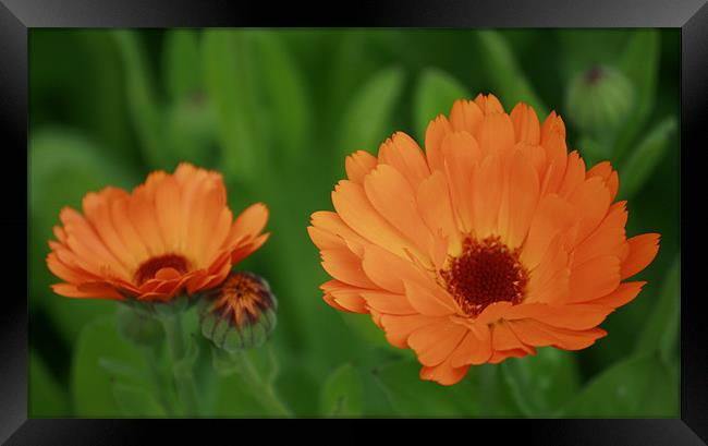 Fierce Orange Flowers Framed Print by lindsey Marsh