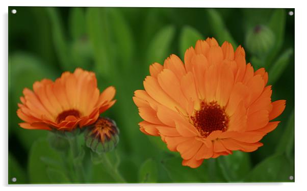 Fierce Orange Flowers Acrylic by lindsey Marsh