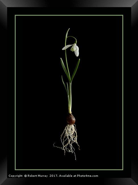 Botanical Snowdrop Framed Print by Robert Murray