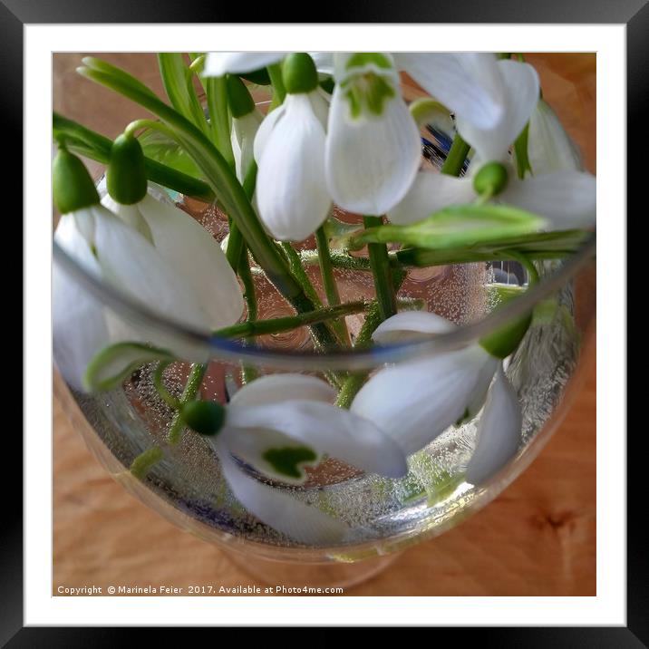 glass of snowdrops Framed Mounted Print by Marinela Feier