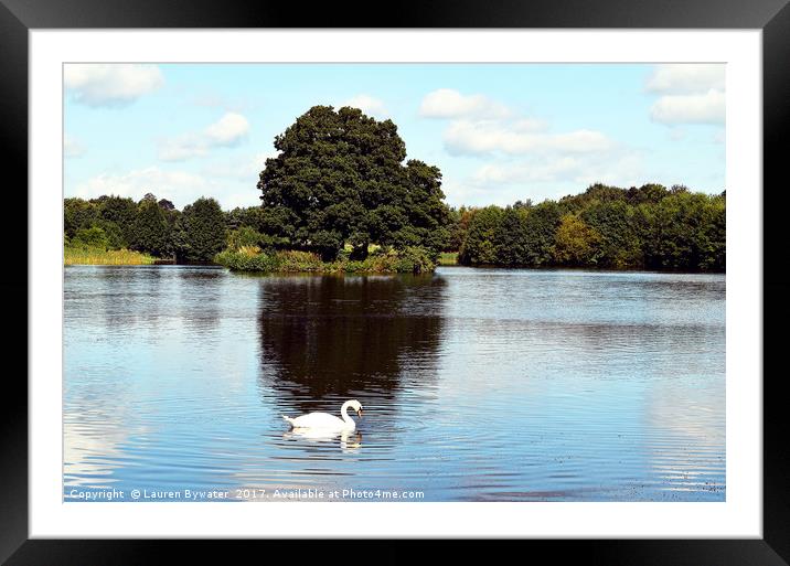 Reflections of a Swan Framed Mounted Print by Lauren Bywater